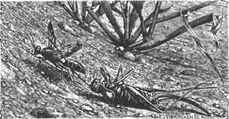 Лангедокский сфекс тащит эфиппигеру в свое гнездо