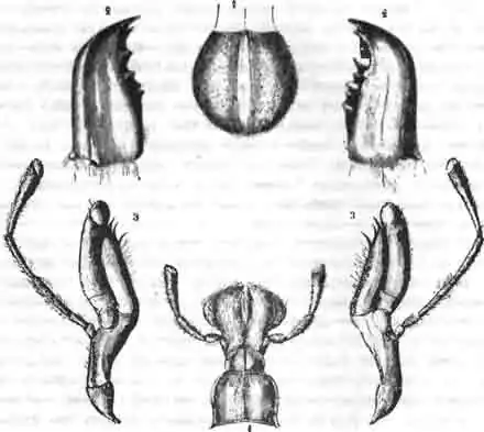 Ротовые части кузнечика (Locusta viridissima)