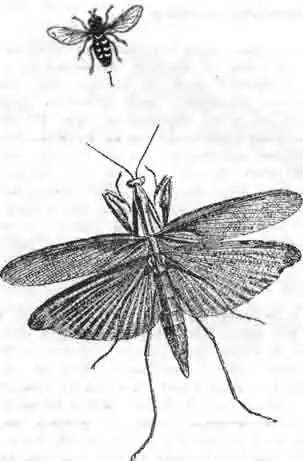 Богомол, летящий за мухой-сирфидой