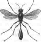 Песочная аммофила (Ammophila sabulosa L.)