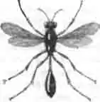 Песочная аммофила (Ammophila sabulosa L.)