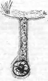 Разрез гнезда аммофилы с гусеницей