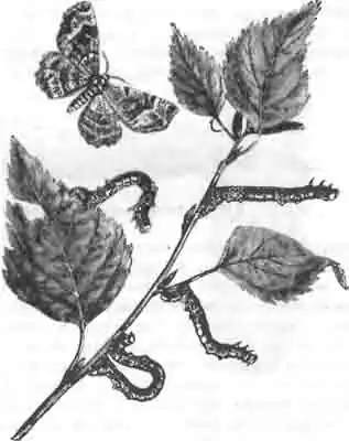 Бабочка-пяденица и ее гусеницы