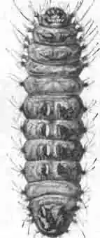 Гусеница бабочки снизу