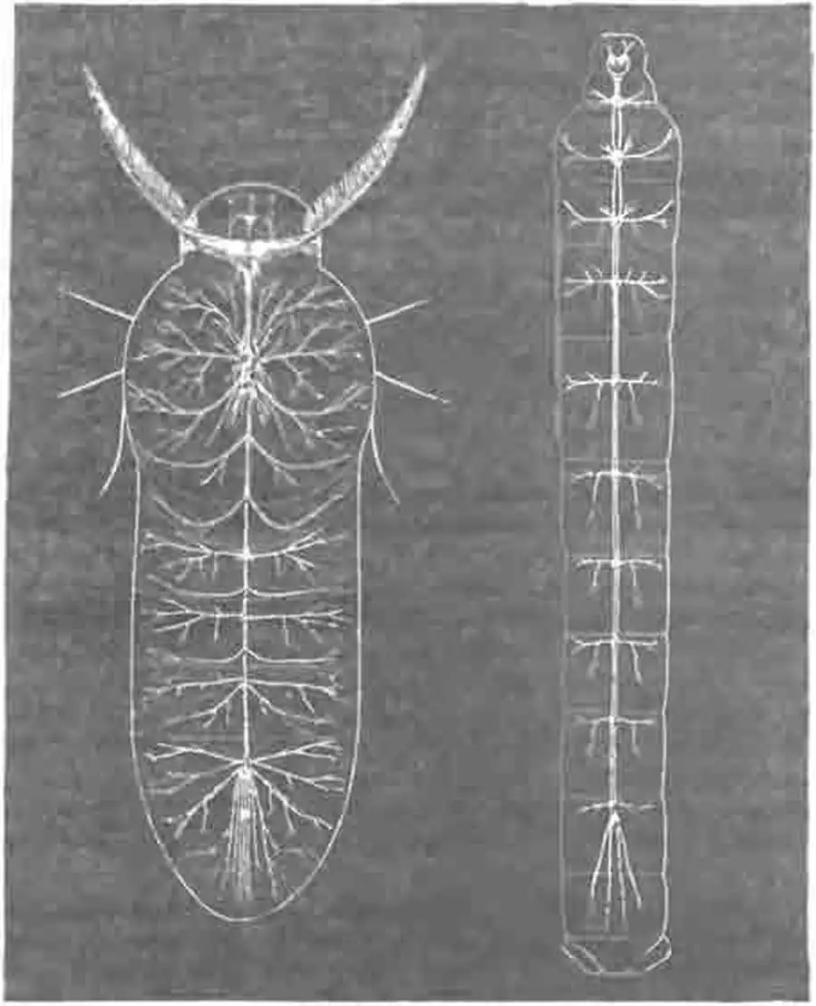 Центральная нервная система бабочки (левее) и ее гусеницы