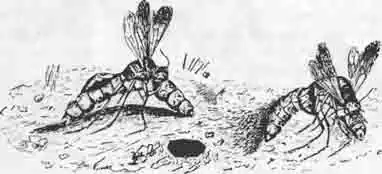 Аммофила щетинистая парализует (правее) и тащит в норку озимого червя.