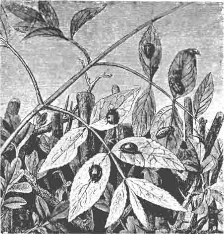 Божья коровка семиточечная (Coccinella 7-punctata), ее личинки и куколка