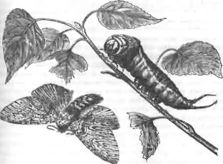 Вилохвост - гусеница и бабочка (Dicranura vinula) Вилохвост - гусеница и бабочка (Dicranura vinula)