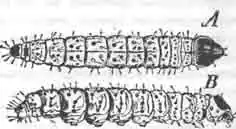 Гусеница дзевдзеры (Zeuzera pyrina L.) Гусеница дзевдзеры (Zeuzera pyrina L.)