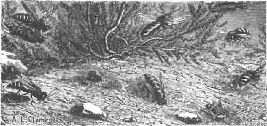 Бембексы у своих норок, с добычей и без добычи. Бембексы у своих норок, с добычей и без добычи.