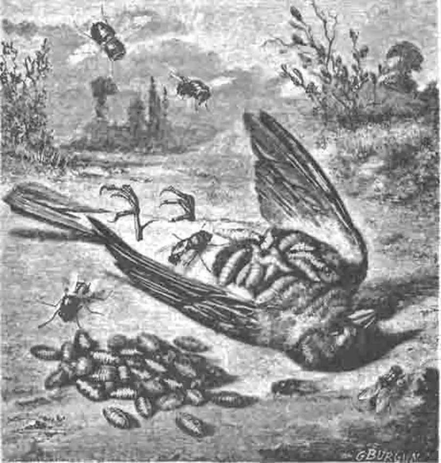 Падальные мухи и их личинки (Calliphora vomitoria и Sarcophaga carnaria) Падальные мухи и их личинки (Calliphora vomitoria и Sarcophaga carnaria)