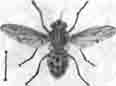 Жигалка осенняя (Stomoxys calcitrans)