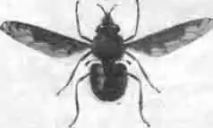 Жужжал (Bombillus major) Жужжал (Bombillus major)