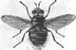 Муха-эхиномийя (Echinomyia grossa)