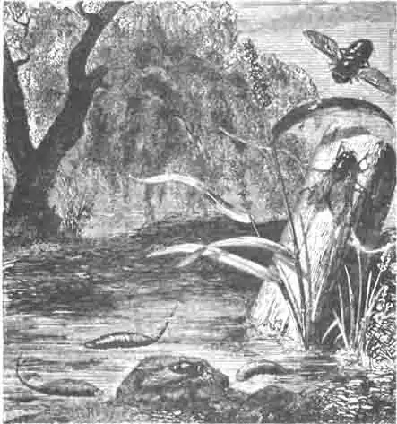 Пчеловидные мухи эристалии (Eristalis tenax) и их личинки Пчеловидные мухи эристалии (Eristalis tenax) и их личинки