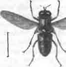 Муха-гелофил (Helophilus pendulus)