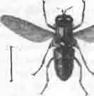 Муха-гелофил (Helophilus pendulus) Муха-гелофил (Helophilus pendulus)