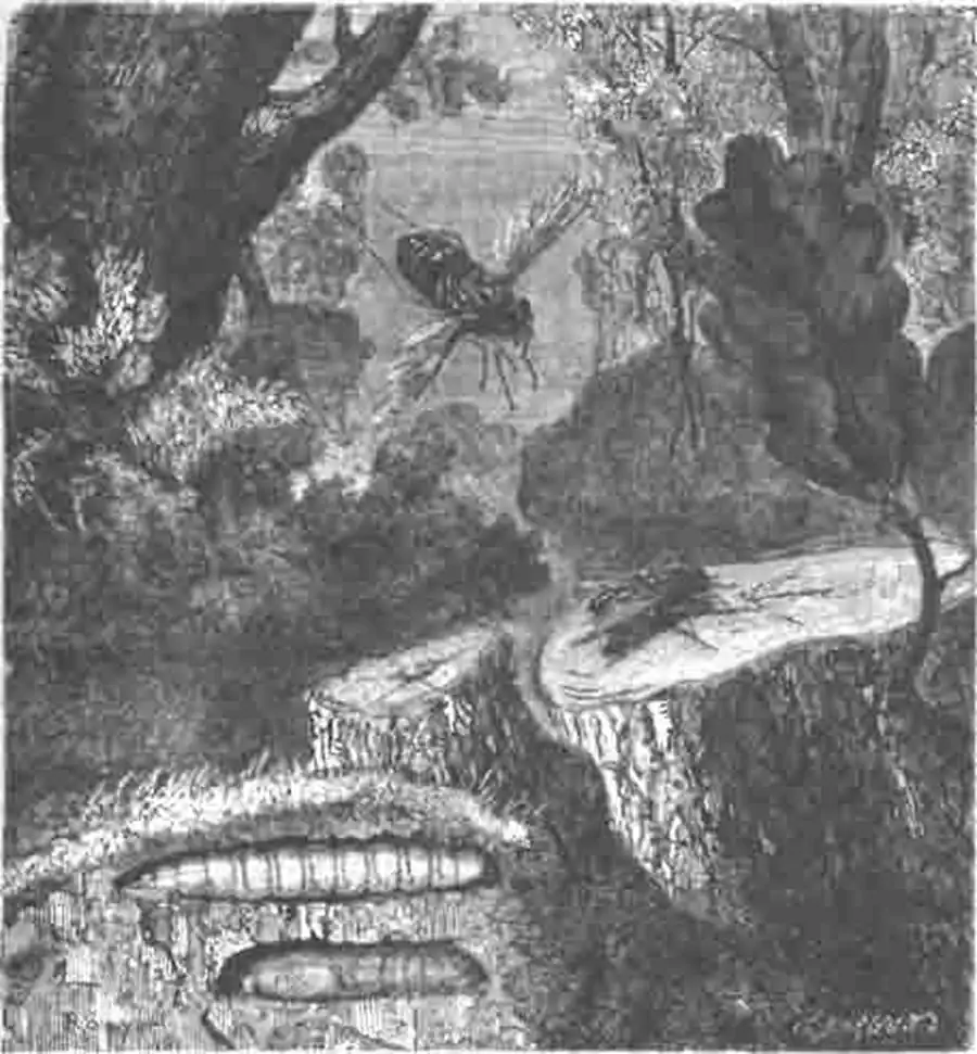 Бычачьи слепни (Tabanus bovinus) и их личинка и куколка Бычачьи слепни (Tabanus bovinus) и их личинка и куколка