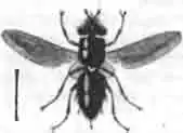 Паразитная муха-тахина (Tachina flavescens) Паразитная муха-тахина (Tachina flavescens)