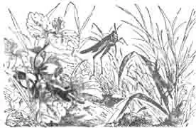 Взрослые мелкие кобылки из рода Tettix. Взрослые мелкие кобылки из рода Tettix.