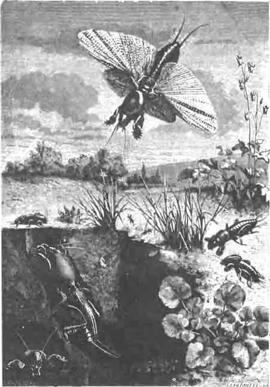 Медведки, их личинки на поверхности почвы и яйца и гнезде Медведки, их личинки на поверхности почвы и яйца и гнезде