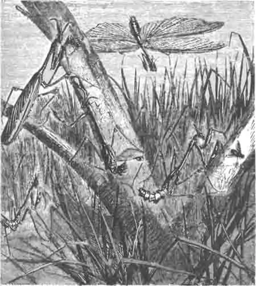 Эмпузы (Empusa pauperata Latr.) Эмпузы (Empusa pauperata Latr.)