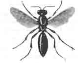 Филант — пчелиный волк (Philantus apivorus Latr., или trianguhun Fbr.)