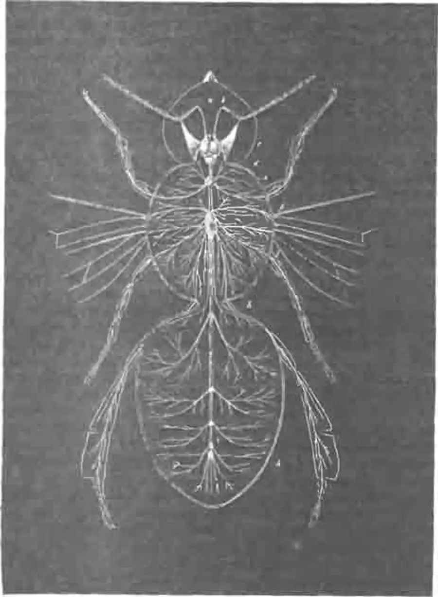 Нервная система пчелы (рабочей) Нервная система пчелы (рабочей)
