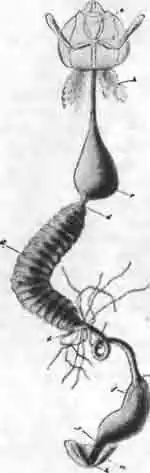 Пищеварительные органы пчелы Пищеварительные органы пчелы