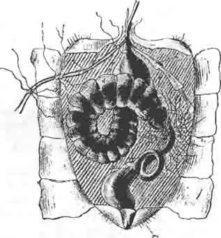 Вскрытое с брюшной стороны брюшко пчелы для показания естественного положения желудка (d) и зобика (с) Вскрытое с брюшной стороны брюшко пчелы для показания естественного положения желудка (d) и зобика (с)