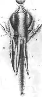 Передний конец пчелиной головы снизу Передний конец пчелиной головы снизу