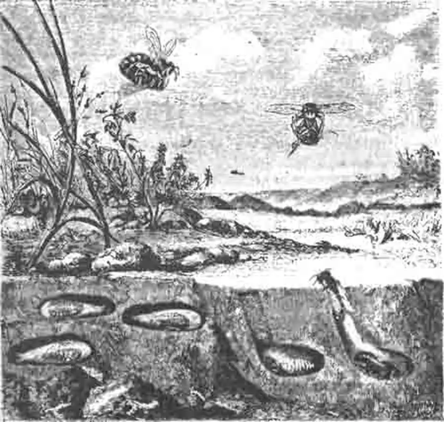 Филанты с пчелами и их гнезда и земле Филанты с пчелами и их гнезда и земле