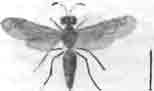 Паляр желтоногий (Palarus flavipes Fbr.)