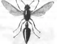 Эвмен когтистый (Eumenes unguiculata Villr.) Эвмен когтистый (Eumenes unguiculata Villr.)