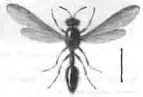 Эвмен поясной (Eumenes, или Discoelius zonalis Panz.) Эвмен поясной (Eumenes, или Discoelius zonalis Panz.)