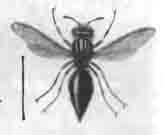 Одинер стенной (Odvnerus murarius L.)