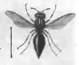 Одинер стенной (Odvnerus murarius L.) Одинер стенной (Odvnerus murarius L.)