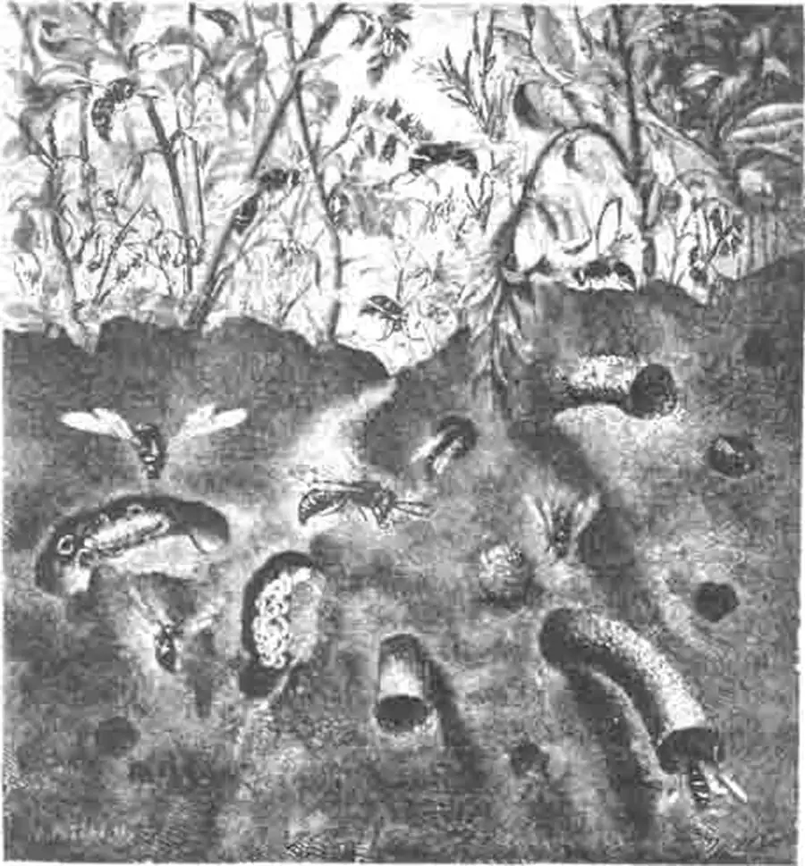 Одинер откосов (Odynerus parietum L.) и его гнезда с личинками и провизией Одинер откосов (Odynerus parietum L.) и его гнезда с личинками и провизией