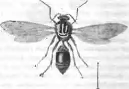 Одинер-жилец. Одинер-жилец.