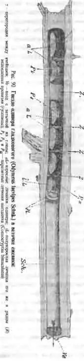 Гнездо одинера гладконогого Гнездо одинера гладконогого