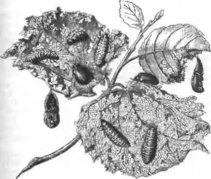 Жук-листогрыз — лина тополевая, ее личинки и куколки. Жук-листогрыз — лина тополевая, ее личинки и куколки.