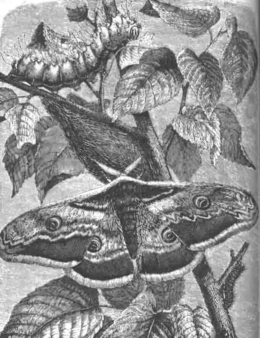 Бабочка шелкопряд—большой павлиний глаз, его гусеница и кокон (Saturnia pyri) Бабочка шелкопряд—большой павлиний глаз, его гусеница и кокон (Saturnia pyri)