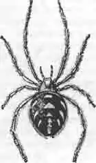 Черный паук— мальминьята Черный паук— мальминьята