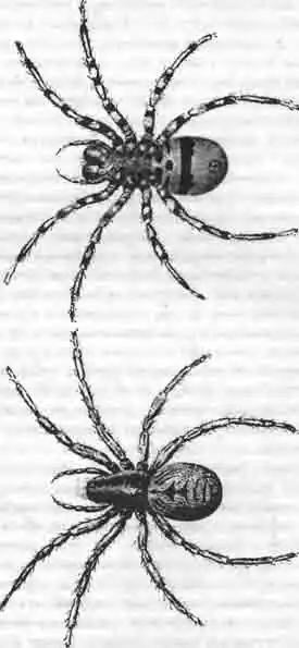 Тарантул пятнистобрюхий, с верхней и нижней стороны. Тарантул пятнистобрюхий, с верхней и нижней стороны.