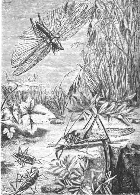 Зеленые кузнечики (Locusta viridissima)