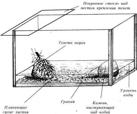 СХЕМА ИНСЕКТАРИЯ ДЛЯ ДОЛОМЕДЕСА ОТОРОЧЕННОГО