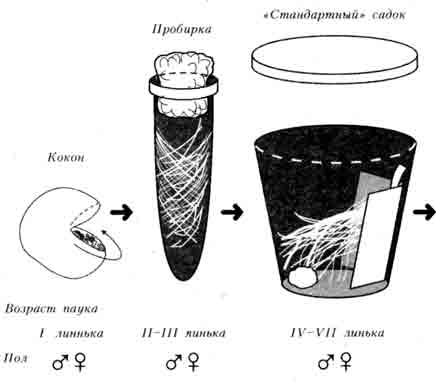СХЕМА СМЕНЫ САДКОВ