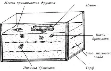 СХЕМА ИНСЕКТАРИЯ