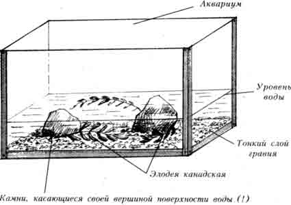 СХЕМА ИНСЕКТАРИЯ