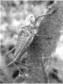 У самок после третьей линьки появляется яйцеклад